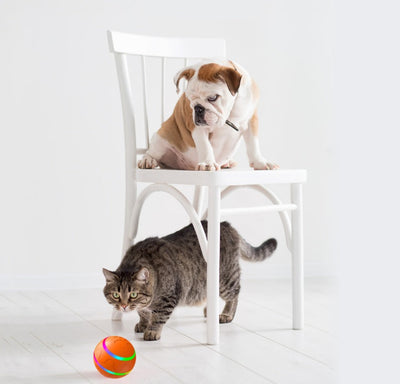 Smart Cat Ball Toy – Auto Rolling & Rechargeable Seasia